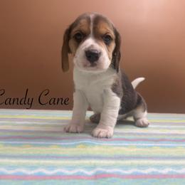 Candy Cane - Black white and tan female Beagle puppy in St. Cloud, Minnesota from Beagle Blessings