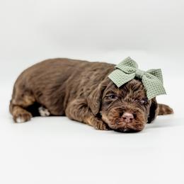 Kennedy - female Australian Mountain Doodle puppy in Sharpsburg, Georgia from Steindoodles