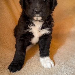 Bella - Black and white female Bernedoodle puppy in Grant City, Missouri from Timberline Paws