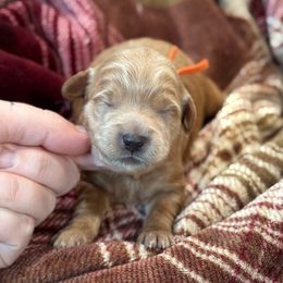 Pumpkin - Red  female Goldendoodle puppy in Wharton, Texas from Little Fur Friends