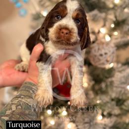English Springer Spaniel Puppies from Willow Creek Farms