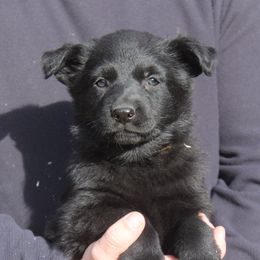 Girl 5 - Black female German Shepherd puppy in Washington from Von Zobel Haus Kennels