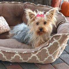 Gidgit - Yorkshire Terrier