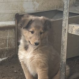 Collie Puppies from KLW Farm & Kennels