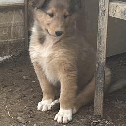 Collie Puppies from KLW Farm & Kennels