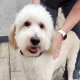 Piper - Goldendoodle