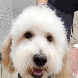 Piper - Goldendoodle