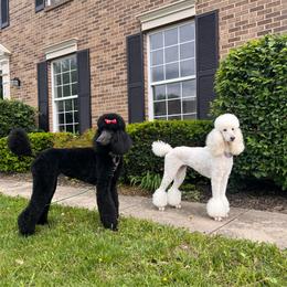 Denali (purple collar) - Blue male Poodle puppy in Batavia, Ohio from The Livezey Standard-CKCS and Standard Poodles