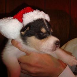 Collie Puppies from Qualteri Collies