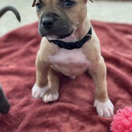 American Bully and American Pit Bull Terrier Puppies from Terminal Velocity Kennels LLC