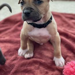 American Bully and American Pit Bull Terrier Puppies from Terminal Velocity Kennels LLC