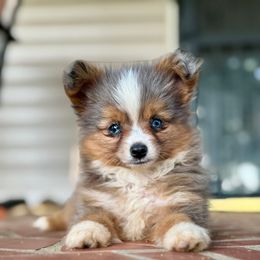 Jackson - Blue merle male Toy Australian Shepherd puppy in Troy, South Carolina from Stockman Farms