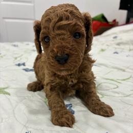 Girl 2 - Red  female Poodle puppy in Miami, Florida from Sakura Poodles