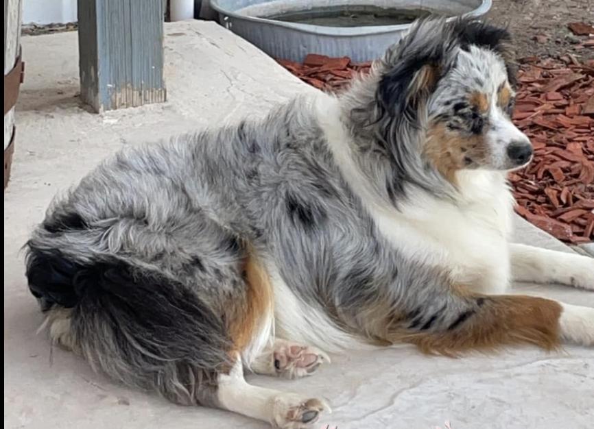 SR Toy & Mini Aussies in Oklahoma Miniature Australian Shepherd