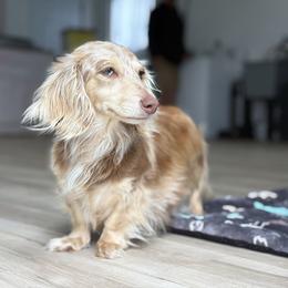 Confetti - Dachshund
