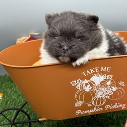 Mishka - Blue parti female Pomeranian puppy in Newark, Ohio from Keeperofstars Pomeranians