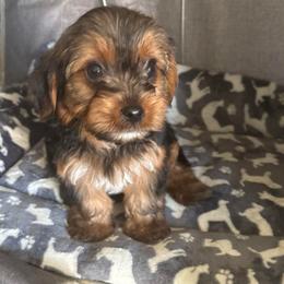 AJ - Chocolate, tan and white male Yorkshire Terrier puppy in Jacksonville, Florida from Lake Shore Yorkies