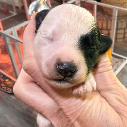 Bravo - Parti male Miniature Schnauzer puppy in Silver Creek, Mississippi from Mamie’s Minis, LLC