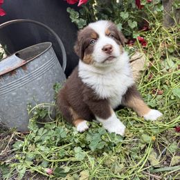 Fox - Red tri-color male Australian Shepherd puppy in Yelm, Washington from Country Rose Australian Shepherds