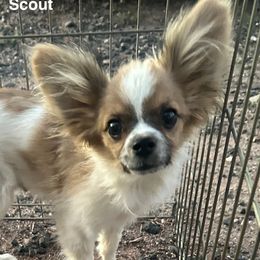 Scout - White and sable male Papillon puppy in Show Low, Arizona from Shenanigans Family Papillons