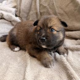 Saffron - female Nenets Herding Laika puppy in Rockville, Maryland from Skais the Limit