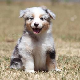 BMM7 - Blue merle Australian Shepherd puppy in Chehalis, Washington from Wandering Acres Ranch