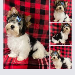 Biewer Terrier Puppies from Southern Star Biewers