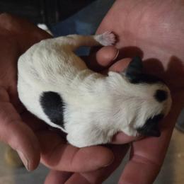 Everest - Parti female Miniature Schnauzer puppy in Elgin, Iowa from Firefly Stables