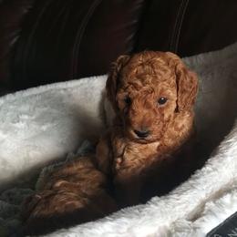 Pretty Girl - Red Mini Poodle Raised in Home - Red  female Poodle puppy in Falcon, Missouri from Cedar House Heritage Poodles | AKC Toy & Miniature Poodle Puppies Raised in Home
