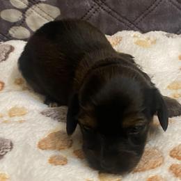 MIRA - Black and tan female Dachshund puppy in Elizabethtown, Kentucky from Teeny Tiny Puppy Tails