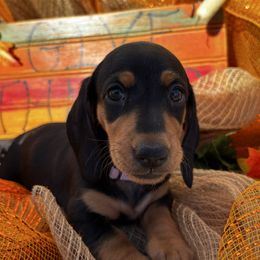 Luna - Black and tan female Dachshund puppy in Athens, Alabama from Weidenthal Dachshunds
