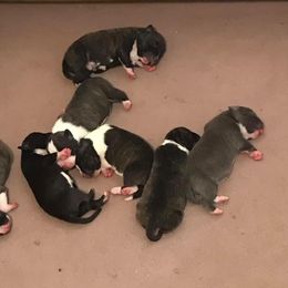American Staffordshire Terrier Puppies from America's Best