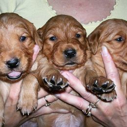 Golden Retriever Puppies from Koloa Hunting Goldens