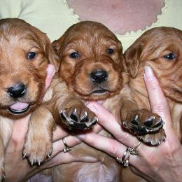 Golden Retriever Puppies from Koloa Hunting Goldens