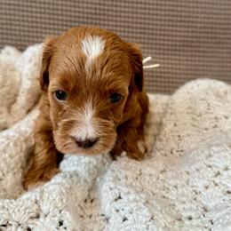 White - Red  female Goldendoodle puppy in Fruita Colorado, Colorado from Oodles of Teacup Doodles