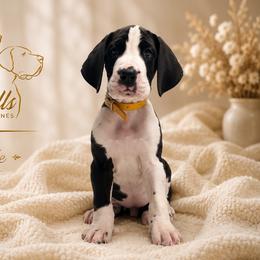 Fiddle - Mantle merle male Great Dane puppy in Liberty, New York from Catskills Greatest Danes