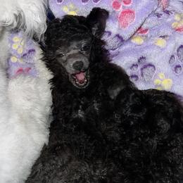Poodle Puppies from Araceli Toy Poodles