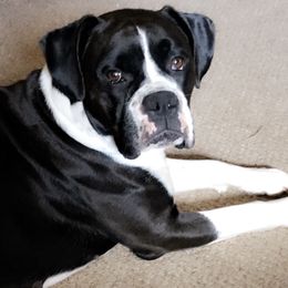 Athena - Boxer