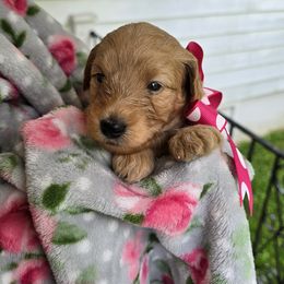 Aussiedoodle Puppies from Louisville Doodles