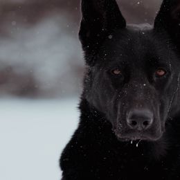 German Shepherds from Kriegerseele