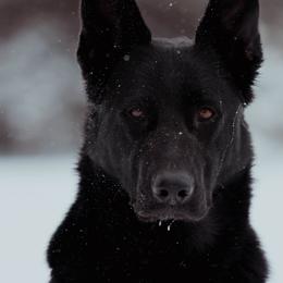 German Shepherds from Kriegerseele