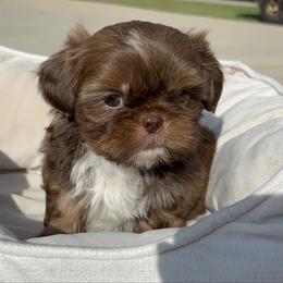 Milo - Liver male Shih Tzu puppy in Tennessee from Cutshall Babies