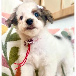 VIOLA - Black and white female Bernedoodle puppy in Houston, Texas from Pia’s Doodle Poodle Wag