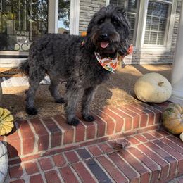 Sasha - Goldendoodle