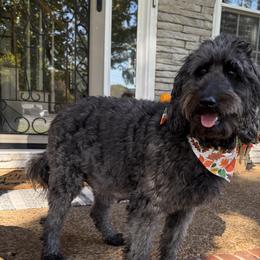 Sasha - Goldendoodle