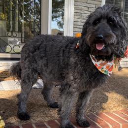 Sasha - Goldendoodle