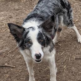 Azita - Border Collie
