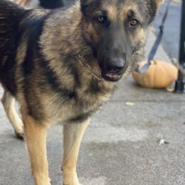 German Shepherds from Kaylin White