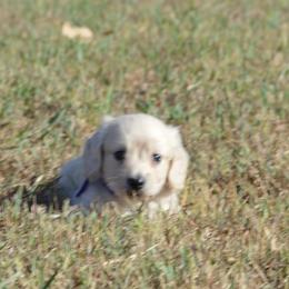 BART - Cream male Dachshund puppy in Paris, Texas from Michel Creek Kennel