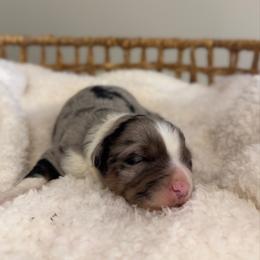 Blue Merle Male 3 - Blue merle male Miniature Australian Shepherd puppy in Stuart, Virginia from Apple Tree Mini Aussies